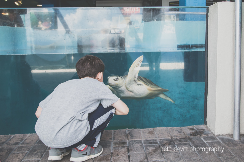 we visited the mote aquarium, where we made more turtle friends!!