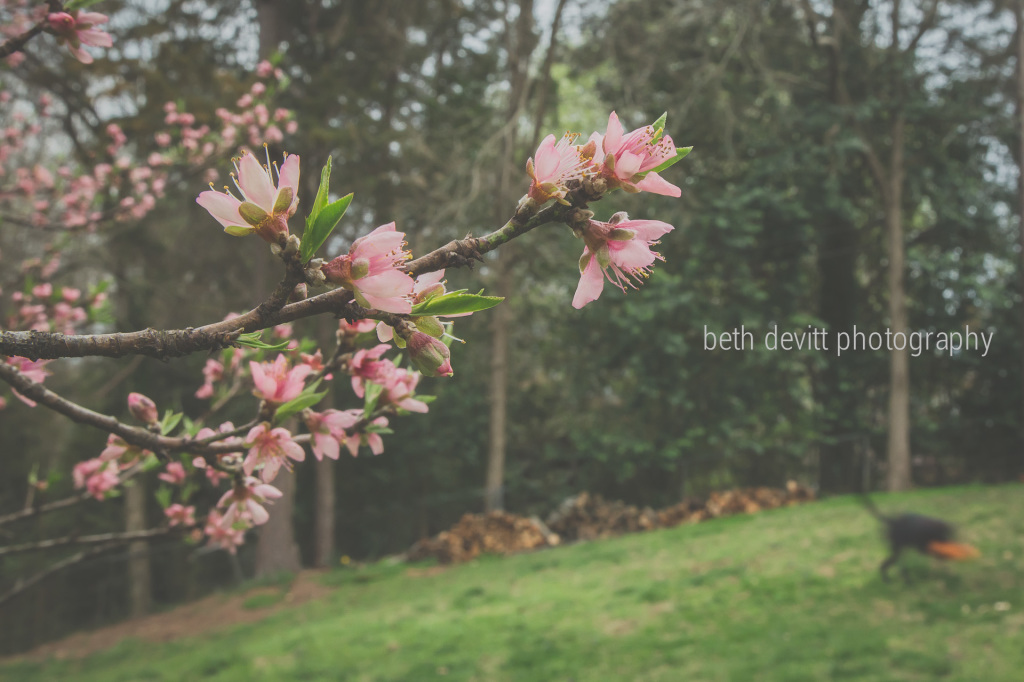 our favorite peach tree is in full bloom, and our sweet girl, molly, hasn't stopped running since the spring weather arrived.  ;)