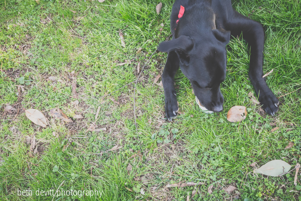 a little cup of puppy ice cream.  have i mentioned yet that she is just a touch spoiled?
