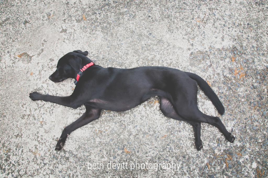 she may lay anywhere she pleases, and yet she chooses routinely chooses this spot in the driveway.   