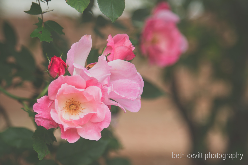 beautiful, plain and simple without even trying.  one of my littles is under the weather, so these little ladies are stepping up.  