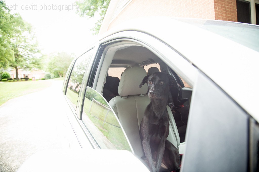 this sweet lady used to be terrified of riding in the car.  slowly but surely, she is coming along.  for the last week, i cannot keep her out of the car for morning and afternoon carpool.  anything for her brothers...