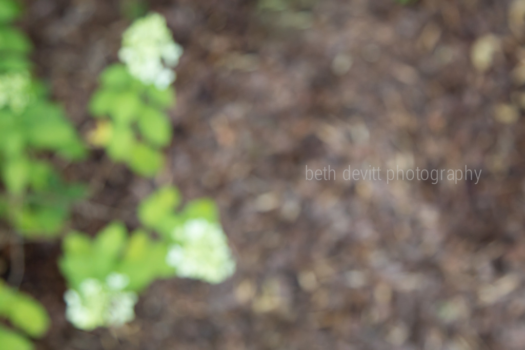 my hydrangeas finally bloomed + a little blur never hurt.  