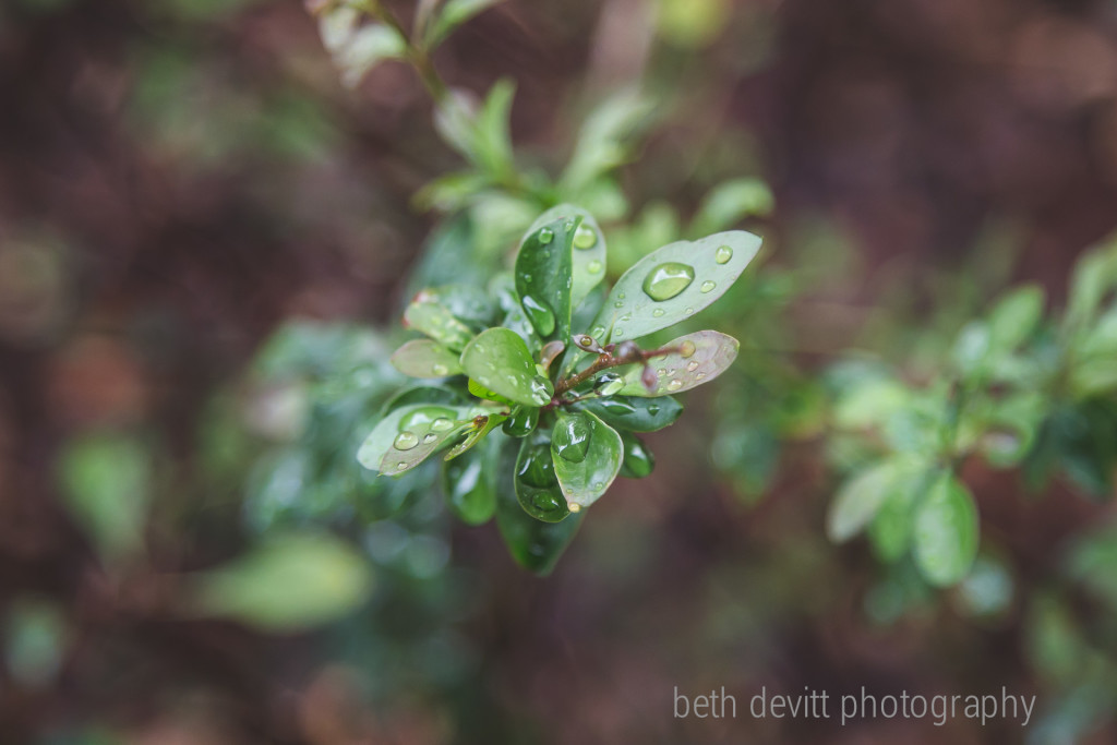sweet little leaves + sweet little drops.  
