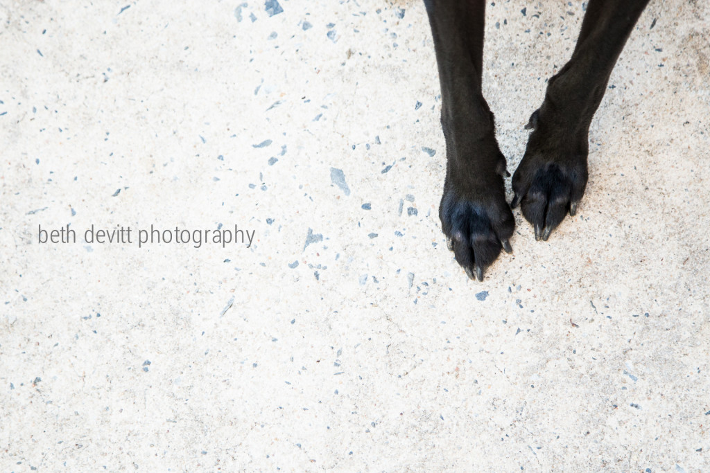 these petite paws have some pretty bad allergies.  if only love could cure them all.