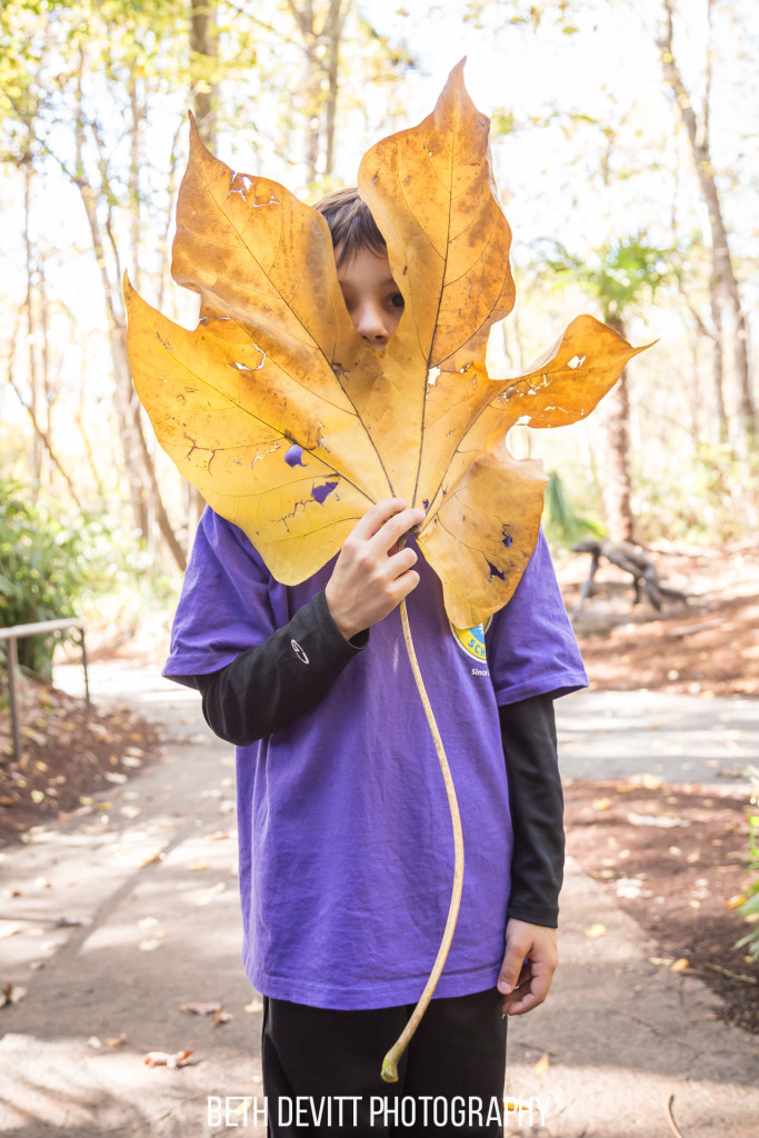 today was the first grade field trip to the zoo, and we found the biggest leaf in all the land.  